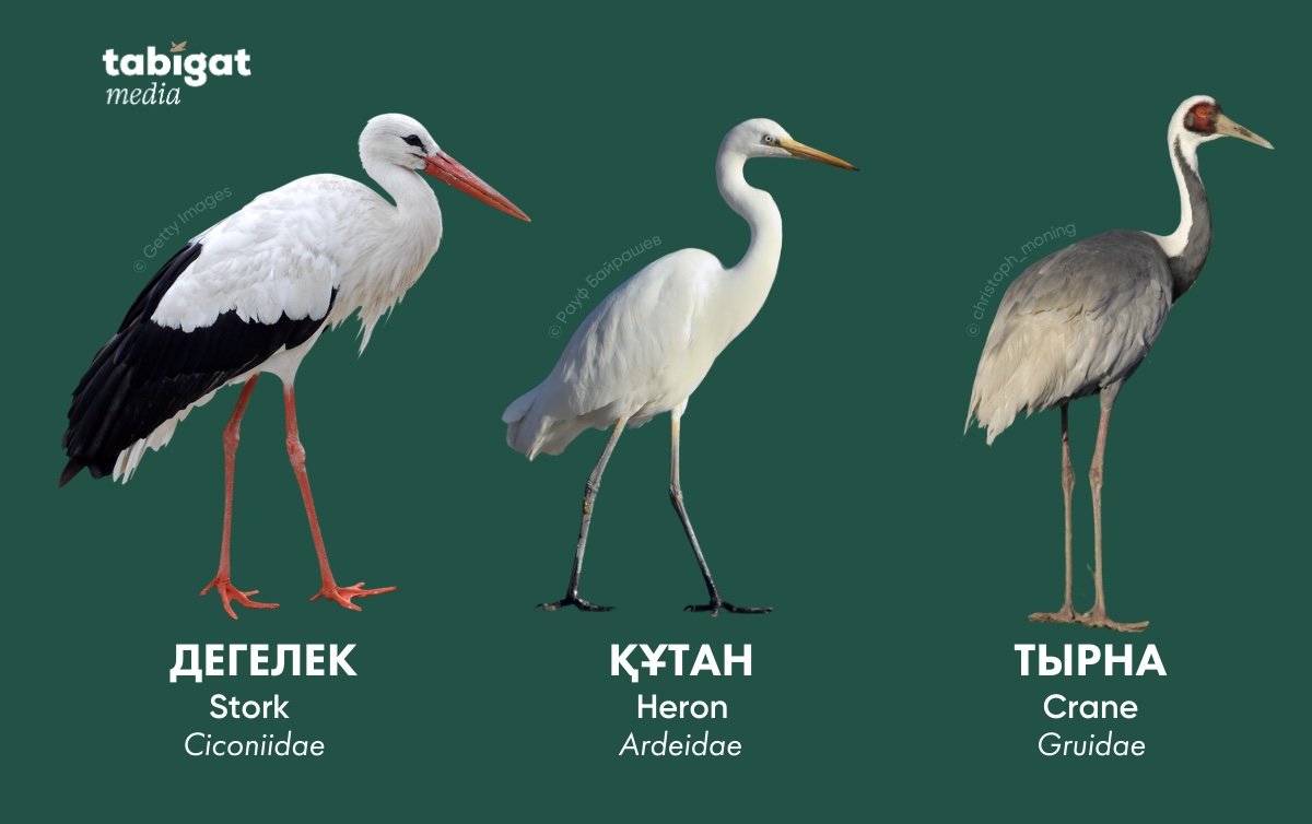 Тар шалбар киген жалаңаш қыздар